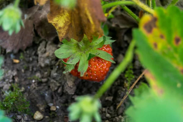 Primo Piano Fragola Rossa Che Cresce Pianta Verde — Foto Stock