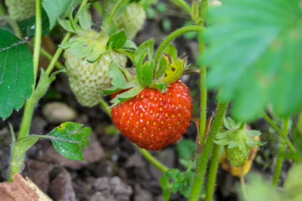 Primer Plano Fresa Roja Creciendo Planta Verde — Foto de Stock