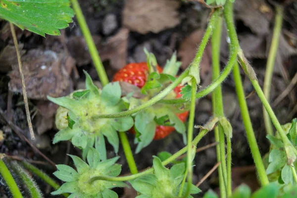 Primer Plano Fresa Roja Creciendo Planta Verde — Foto de Stock