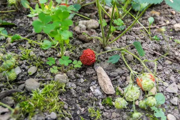 Primo Piano Fragola Rossa Che Cresce Pianta Verde — Foto Stock