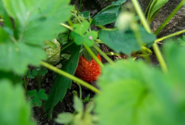 Primer Plano Fresa Roja Creciendo Planta Verde — Foto de Stock