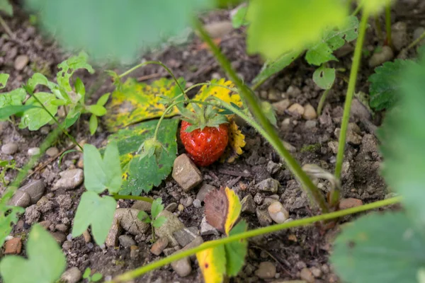 Primer Plano Fresa Roja Creciendo Planta Verde — Foto de Stock