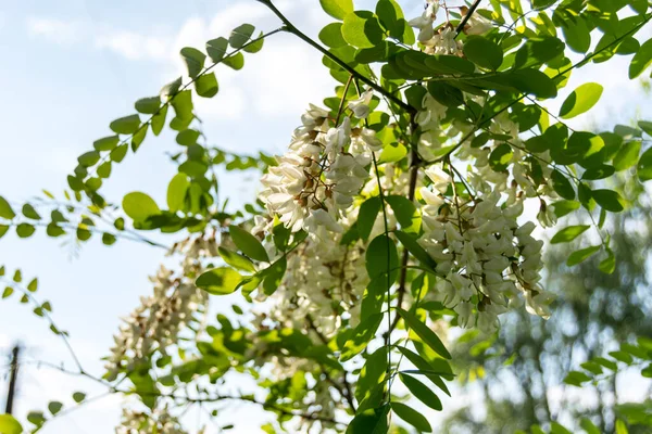 Fleurs Blanches Acacia Blanc Sur Arbre Dans Jardin — Photo