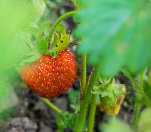 Primo Piano Fragola Rossa Che Cresce Pianta Verde — Foto Stock