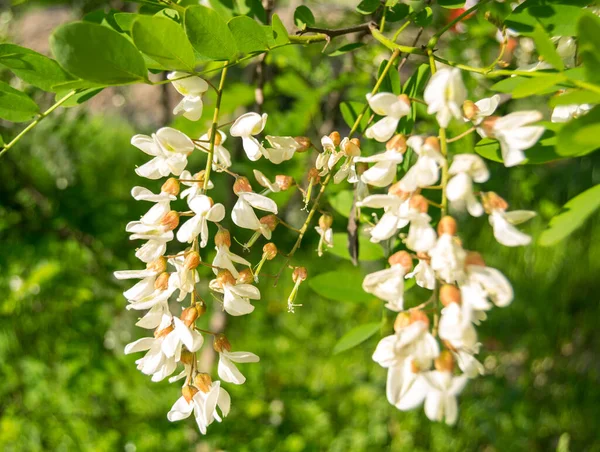 Fleurs Blanches Acacia Blanc Sur Arbre Dans Jardin — Photo