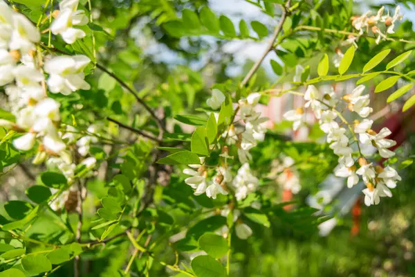 Fleurs Blanches Acacia Blanc Sur Arbre Dans Jardin — Photo