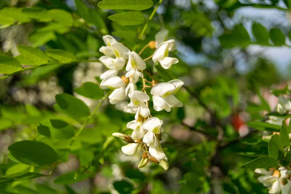 Fleurs Blanches Acacia Blanc Sur Arbre Dans Jardin — Photo