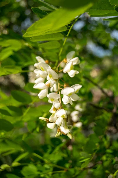 Fleurs Blanches Acacia Blanc Sur Arbre Dans Jardin — Photo