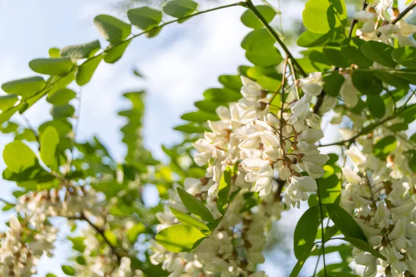 Fleurs Blanches Acacia Blanc Sur Arbre Dans Jardin — Photo