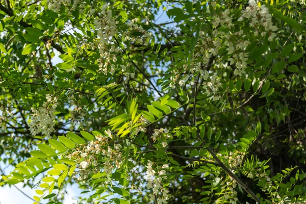 Fleurs Blanches Acacia Blanc Sur Arbre Dans Jardin — Photo