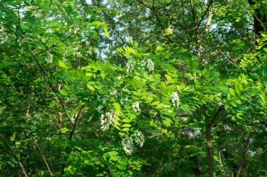 Bahçedeki ağaçta beyaz akasya çiçekleri 