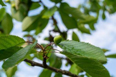 green leaves with unripe cherries on the tree, close up
