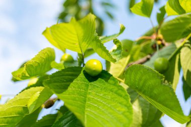 green leaves with unripe cherries on the tree, close up
