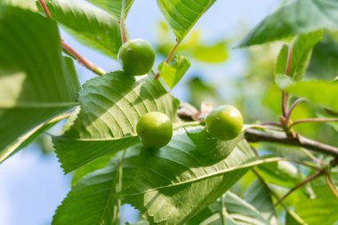 green leaves with unripe cherries on the tree, close up
