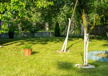 Çimenli ve ağaçlı yeşil bahçe manzarası