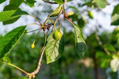 green leaves with unripe cherries on the tree, close up