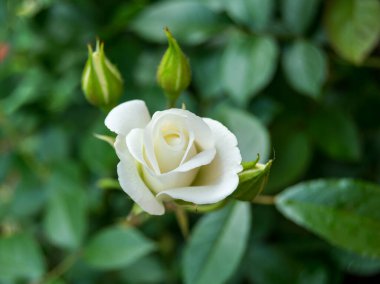 Bahçede büyüyen güzel beyaz bir gül.