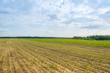 Gündüz vakti bulutlu gökyüzünün altında yeşil bitkilerin manzarası
