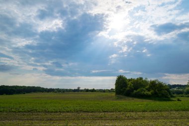Gündüz vakti bulutlu gökyüzünün altında yeşil bitkilerin manzarası