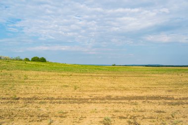 Gündüz vakti bulutlu gökyüzünün altında yeşil bitkilerin manzarası