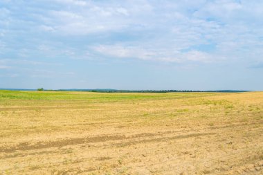 Gündüz vakti bulutlu gökyüzünün altında yeşil bitkilerin manzarası