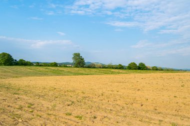 Gündüz vakti bulutlu gökyüzünün altında yeşil bitkilerin manzarası