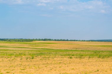 Gündüz vakti bulutlu gökyüzünün altında yeşil bitkilerin manzarası