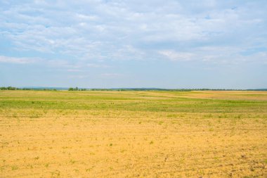 Gündüz vakti bulutlu gökyüzünün altında yeşil bitkilerin manzarası