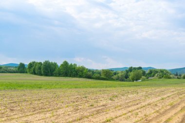 Gündüz vakti bulutlu gökyüzünün altında yeşil bitkilerin manzarası