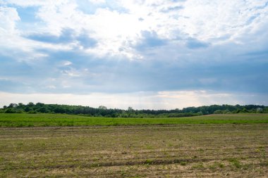 Gündüz vakti bulutlu gökyüzünün altında yeşil bitkilerin manzarası