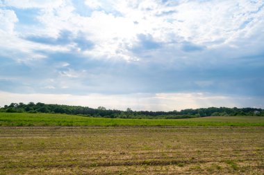 Gündüz vakti bulutlu gökyüzünün altında yeşil bitkilerin manzarası
