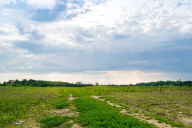 Gündüz vakti bulutlu gökyüzünün altında yeşil bitkilerin manzarası