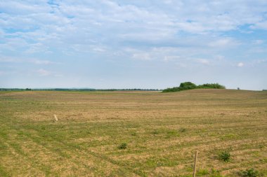 Gündüz vakti bulutlu gökyüzünün altında yeşil bitkilerin manzarası