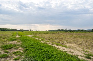 Gündüz vakti bulutlu gökyüzünün altında yeşil bitkilerin manzarası