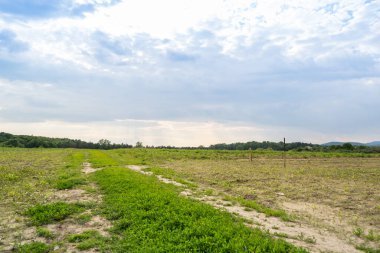Gündüz vakti bulutlu gökyüzünün altında yeşil bitkilerin manzarası
