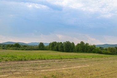 Gündüz vakti bulutlu gökyüzünün altında yeşil bitkilerin manzarası