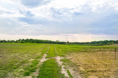 Gündüz vakti bulutlu gökyüzünün altında yeşil bitkilerin manzarası