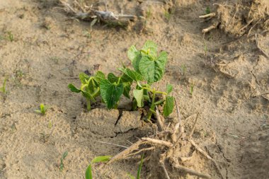 bahçede büyüyen yeşil sebzeler