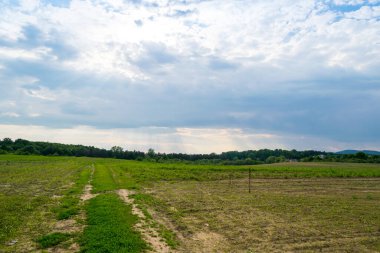 Gündüz vakti bulutlu gökyüzünün altında yeşil bitkilerin manzarası