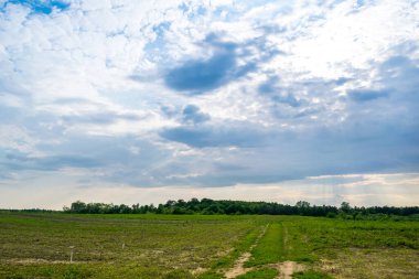 Gündüz vakti bulutlu gökyüzünün altında yeşil bitkilerin manzarası