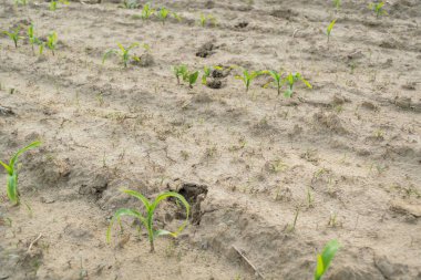 bahçede büyüyen yeşil sebzeler