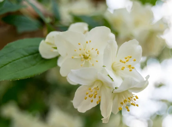 White Blooming Flowers Close View — Stockfoto