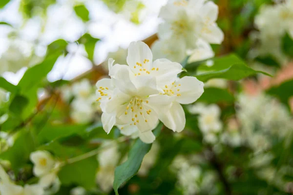White Blooming Flowers Close View —  Fotos de Stock