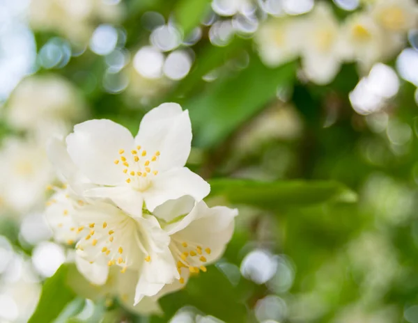 White Blooming Flowers Close View — Foto de Stock