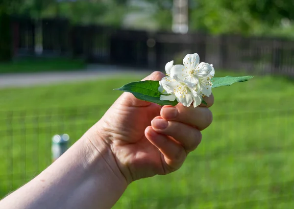 Jasmine Flower Female Hand — Photo