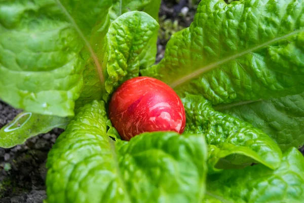 red chicken egg on green salad leaves