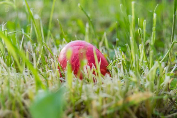 Яйцо Окрашено Красным Траву Крупным Планом — стоковое фото