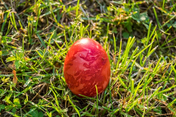 Uovo Dipinto Rosso Erba Primo Piano — Foto Stock