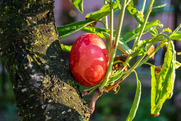red painted egg on the tree branch in the garden, spring season