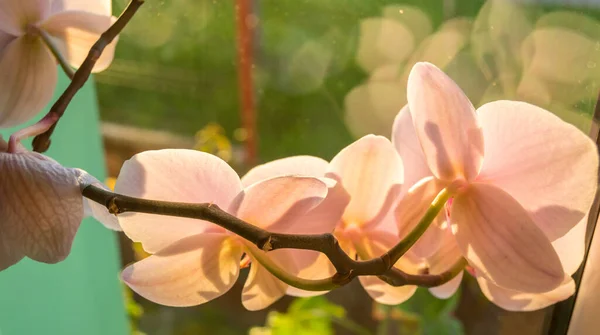 Orkidé Blommor Och Vänlig Sol — Stockfoto